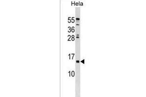 HHLA3 Antibody (Center) (ABIN1538602 and ABIN2849590) western blot analysis in Hela cell line lysates (35 μg/lane). (HHLA3 antibody  (AA 75-101))