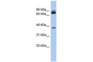 Image no. 1 for anti-Proline Rich 19 (PRR19) (AA 107-156) antibody (ABIN6743929) (PRR19 antibody  (AA 107-156))