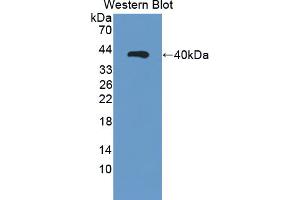 Figure. (RLBP1 antibody  (AA 1-317))