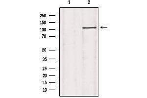 Western blot analysis of extracts from rat heart, using USP38 Antibody. (USP38 antibody  (Internal Region))