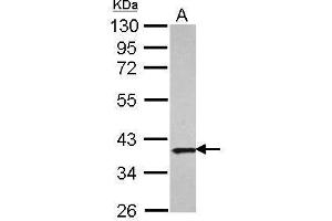 WB Image Sample (30 ug of whole cell lysate) A: A431 10% SDS PAGE antibody diluted at 1:1000 (APEX1 antibody  (Center))