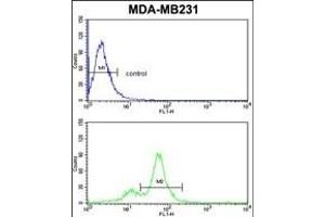CYP2A13 Antibody (C-term) (ABIN652591 and ABIN2842396) flow cytometric analysis of MDA-M cells (bottom histogram) compared to a negative control cell (top histogram). (CYP2A13 antibody  (C-Term))