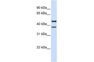TMEM135 antibody used at 1 ug/ml to detect target protein. (TMEM135 antibody  (N-Term))