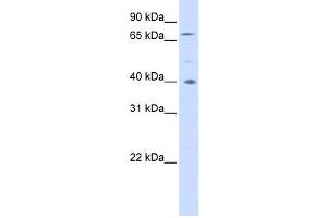 Western Blotting (WB) image for anti-Spermatogenesis Associated 7 (SPATA7) antibody (ABIN2459987) (SPATA7 antibody)