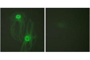 Immunofluorescence (IF) image for anti-Kinesin Family Member 11 (KIF11) (AA 892-941) antibody (ABIN2888892) (KIF11 antibody  (AA 892-941))