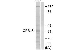 Western Blotting (WB) image for anti-G Protein-Coupled Receptor 18 (GPR18) (Internal Region) antibody (ABIN6301186) (GPR18 antibody  (Internal Region))