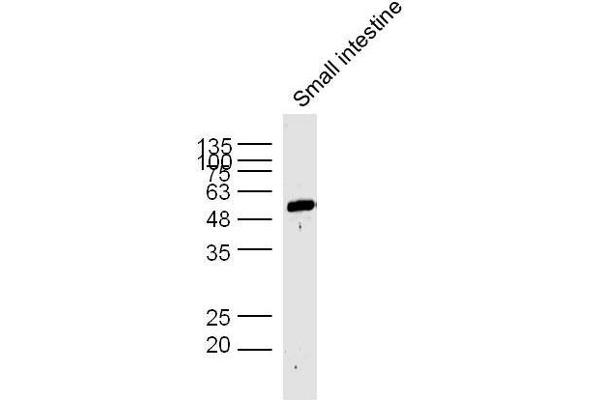 AP1m2 antibody  (AA 1-100)