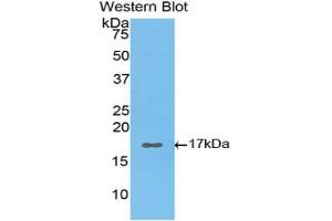Western Blotting (WB) image for anti-Hypoxia Inducible Factor 1, alpha Subunit (Basic Helix-Loop-Helix Transcription Factor) (HIF1A) (AA 45-180) antibody (ABIN2934004)