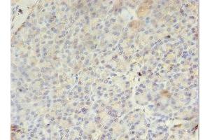 Immunohistochemistry of paraffin-embedded human pancreatic tissue using ABIN7163382 at dilution of 1:100 (PMM1 antibody  (AA 2-262))