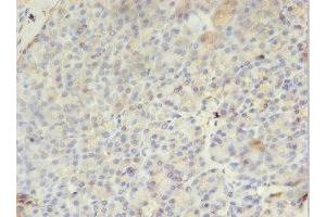 Immunohistochemistry of paraffin-embedded human pancreatic tissue using ABIN7163382 at dilution of 1:100