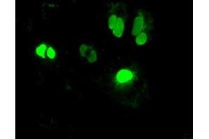 Image no. 2 for anti-Neurogenin 1 (NEUROG1) antibody (ABIN1499699)
