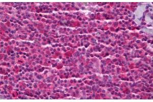 Anti-PTGES3 antibody IHC staining of human tonsil. (PTGES3 antibody)