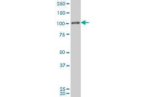 MAPK6 antibody  (AA 612-721)