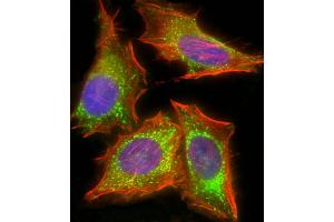 Immunofluorescence (IF) image for anti-Hypoxia Inducible Factor 1, alpha Subunit Inhibitor (HIF1AN) (AA 1-349) antibody (ABIN6243664)