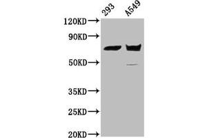 Western Blot Positive WB detected in: 293 whole cell lysate, A549 whole cell lysate All lanes: PLS1 antibody at 5. (PLS1 antibody  (AA 1-143))