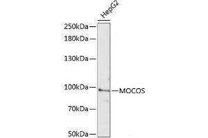 Western blot analysis of extracts of HepG2 cells using MOCOS Polyclonal Antibody at dilution of 1:3000. (MOCOS antibody)