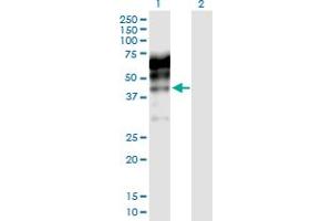 Western Blot analysis of KNG1 expression in transfected 293T cell line by KNG1 MaxPab polyclonal antibody. (KNG1 antibody  (AA 1-427))