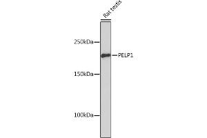 Western blot analysis of extracts of Rat testis, using PELP1 Rabbit mAb (ABIN7269557) at 1:1000 dilution. (PELP1 antibody)