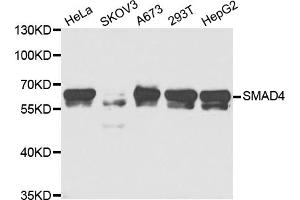 Western blot analysis of extracts of various cell lines, using SMAD4 antibody (ABIN5973302) at 1/1000 dilution. (SMAD4 antibody)