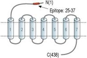anti-Vasoactive Intestinal Peptide Receptor 2 (VIPR2) (AA 25-37), (Extracellular), (N-Term) antibody