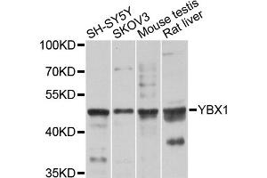 Western blot analysis of extracts of various cell lines, using YBX1 antibody (ABIN5995379) at 1/1000 dilution.