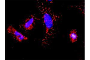 Proximity Ligation Analysis of protein-protein interactions between TRAF2 and TRAF1. (TRAF1 antibody  (AA 1-416))