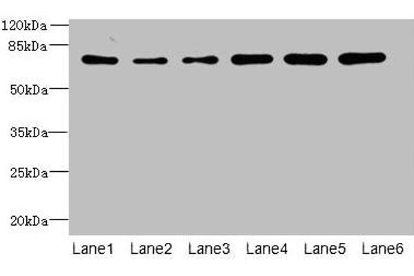ZNF555 antibody  (AA 1-200)