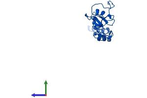 Protein Structure (PS) image for NADH Dehydrogenase (Ubiquinone) 1 alpha Subcomplex, 12 (NDUFA12) (AA 1-145) protein (His tag) (ABIN7549751)