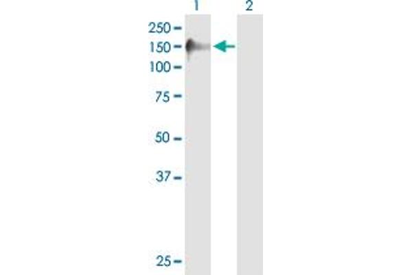 Sorbs2 antibody  (AA 1-1100)