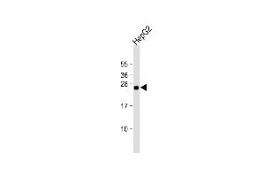 Anti-TMED4 Antibody (Center) at 1:2000 dilution + HepG2 whole cell lysate Lysates/proteins at 20 μg per lane. (TMED4 antibody  (AA 130-161))