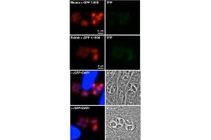 Immunofluorescence (IF) image for anti-Green Fluorescent Protein (GFP) antibody (ABIN356346) (GFP antibody)