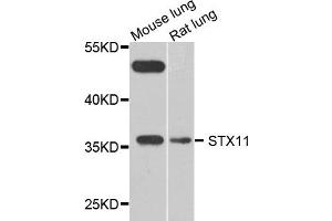 Western blot analysis of extract of mouse lung and rat lung cells, using STX11 antibody. (Syntaxin 11 antibody)