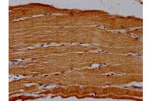 IHC image of ABIN7142671 diluted at 1:30 and staining in paraffin-embedded human skeletal muscle tissue performed on a Leica BondTM system. (CD73 antibody  (AA 32-264))