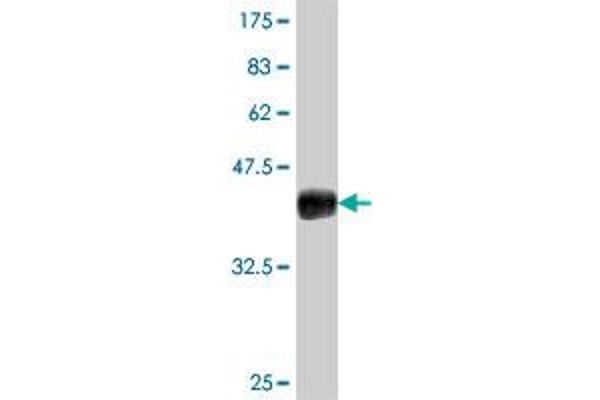 IL31RA antibody  (AA 21-120)