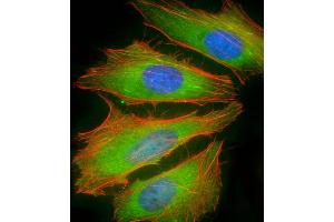 Immunofluorescent analysis of 4 % paraformaldehyde-fixed, 0. (BCL2L10 antibody  (AA 89-123))