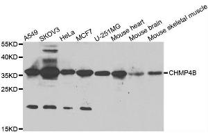 Western blot analysis of extracts of various cell lines, using CHMP4B antibody.
