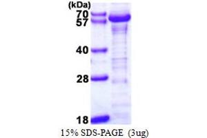SDS-PAGE (SDS) image for Kruppel-Like Factor 4 (Gut) (KLF4) (AA 11-395) protein (HIS-CaM) (ABIN667940) (KLF4 Protein (AA 11-395) (HIS-CaM))