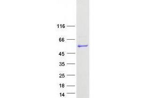 PUS3 Protein (Myc-DYKDDDDK Tag)