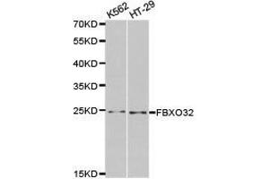 Western Blotting (WB) image for anti-F-Box Protein 32 (FBXO32) antibody (ABIN1872666) (FBXO32 antibody)
