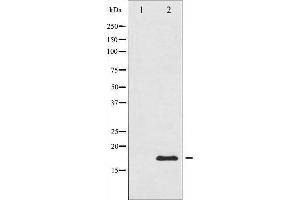 Western blot analysis of Acetyl-Histone H3 phosphorylation expression in TSA treated RAW264. (Histone 3 antibody  (H3K9ac))