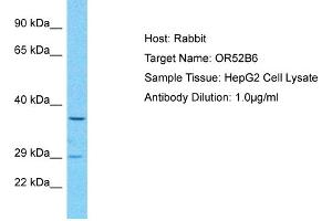 Host: Rabbit Target Name: OR52B6 Sample Type: HepG2 Whole Cell lysates Antibody Dilution: 1. (OR52B6 antibody  (C-Term))