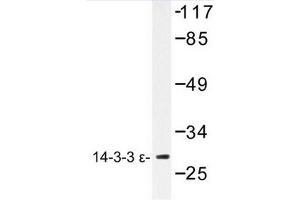 Image no. 2 for anti-14-3-3 epsilon (YWHAE) antibody (ABIN272265)