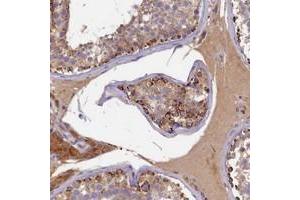 Immunohistochemical staining of human testis with SEC31B polyclonal antibody  shows strong cytoplasmic positivity in cells in seminiferus ducts at 1:200-1:500 dilution. (SEC31B antibody)