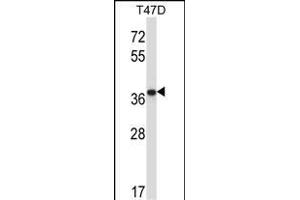 P2CB Antibody (C-term) (ABIN657687 and ABIN2846679) western blot analysis in T47D cell line lysates (35 μg/lane). (PPP2CB antibody  (C-Term))