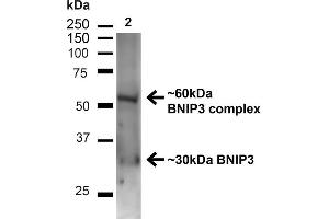 Western blot analysis of Mouse Kidney showing detection of ~30 kDa BNIP3 protein using Rabbit Anti-BNIP3 Polyclonal Antibody (ABIN2869042).