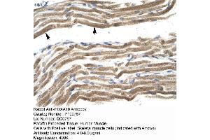 Human Muscle (HOXA10 antibody  (N-Term))
