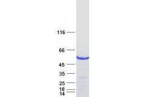 Validation with Western Blot (DTNA Protein (Transcript Variant 5) (Myc-DYKDDDDK Tag))