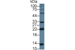 Detection of NUTF2 in Human K562 cell lysate using Polyclonal Antibody to Nuclear Transport Factor 2 (NUTF2) (NUTF2 antibody  (AA 1-127))