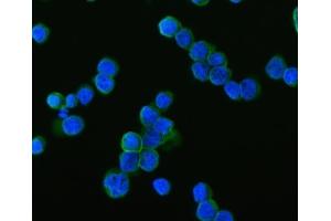 IF analysis of SAMSN1 using anti-SAMSN1 antibody (ABIN7602721).