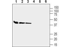 Western blot analysis of mouse heart lysate (lanes 1 and 4), rat lung membranes (lanes 2 and 5) and mouse lung lysate (lanes 3 and 6): - 1-3. (GJA4 antibody  (Intracellular))